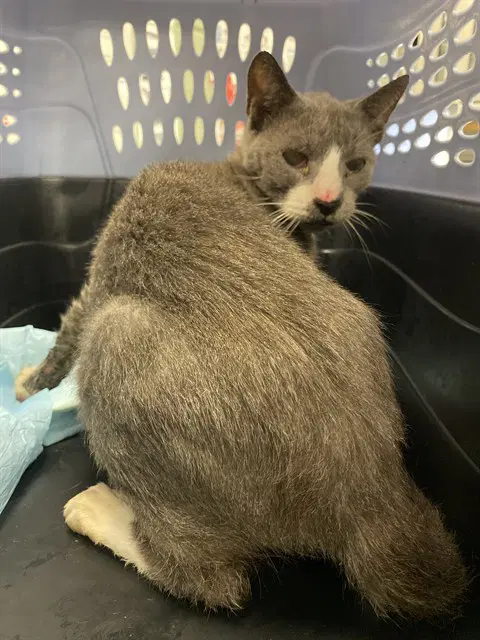 Apple Pie - Domestic Short Hair