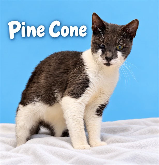 Pine Cone