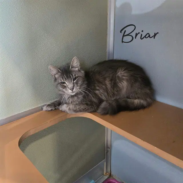 Briar - gray tabby