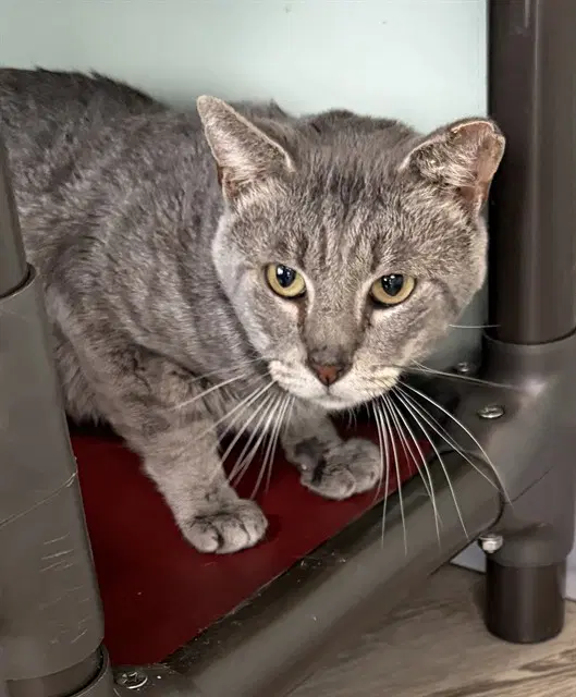 Ivan - Domestic Short Hair