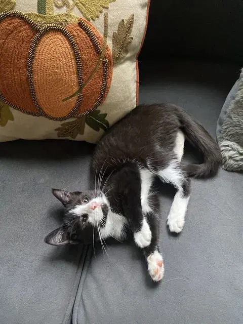 Hildegard - Domestic Short Hair