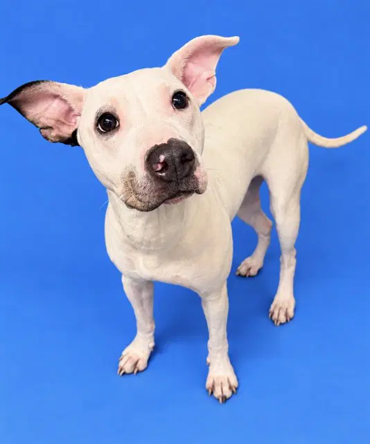Layla - Pit Bull Terrier