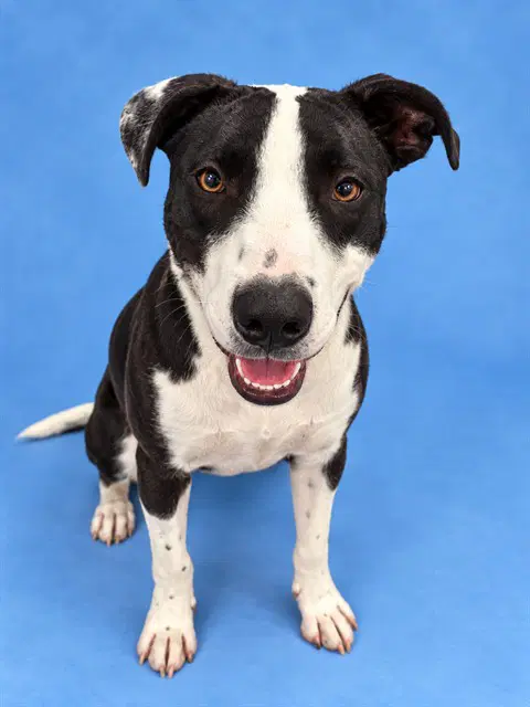 Alma - Border Collie