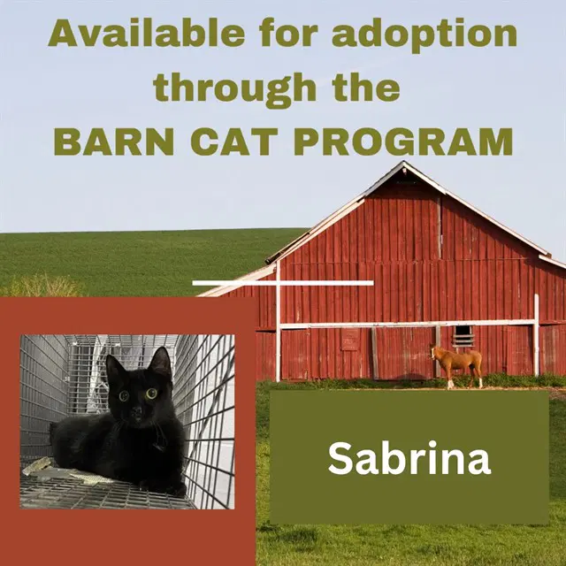 Sabrina Barn Cat image 1