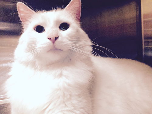 Oscar