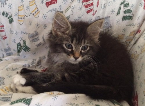 Atticus