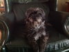 Buddy