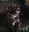 Buddy