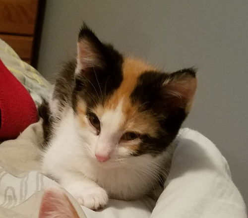 Nellie