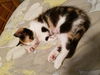 Nellie