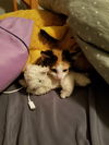 Nellie