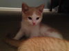 Nicholas