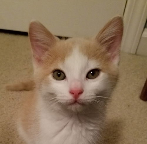 Nicholas