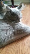 Misty