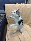 MoJo
