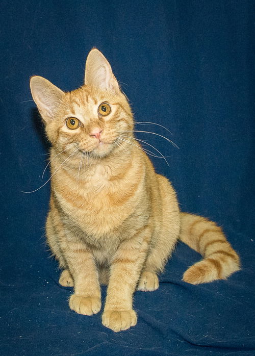 Sal