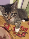 Blake
