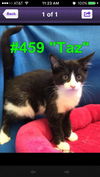 Taz