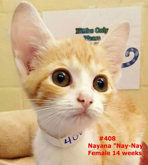 Nay Nay