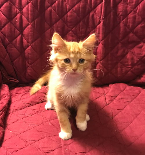 Opie