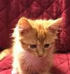 Opie