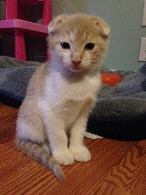 Fergus