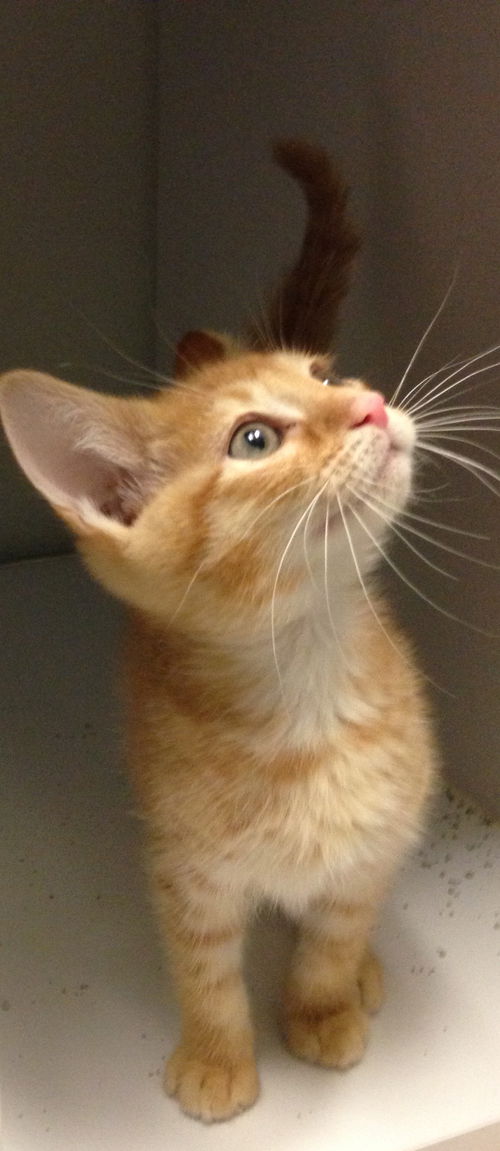 Tigger
