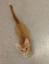 Tigger