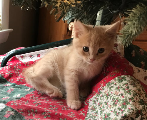 Blitzen
