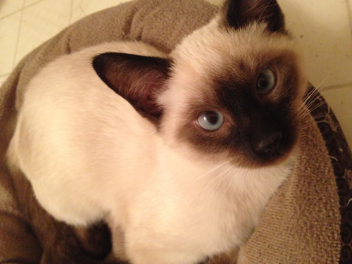 Spencer