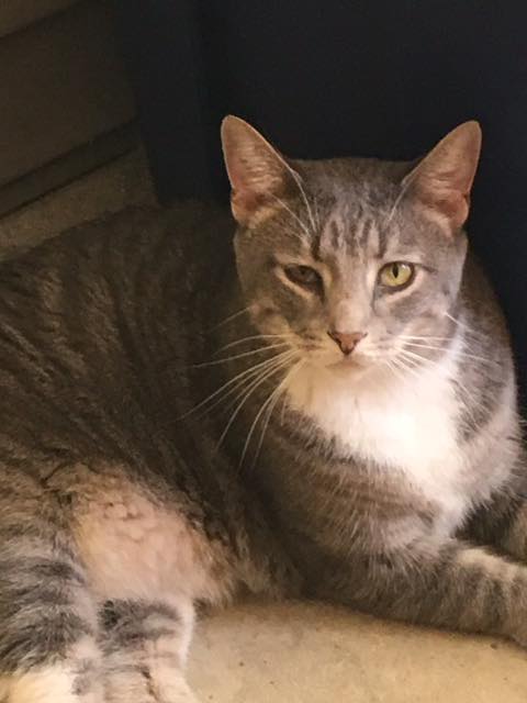 Simon