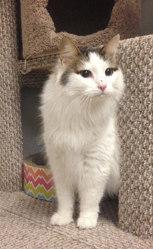 Snowball