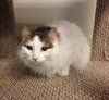 Snowball
