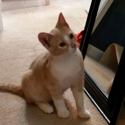 Sam