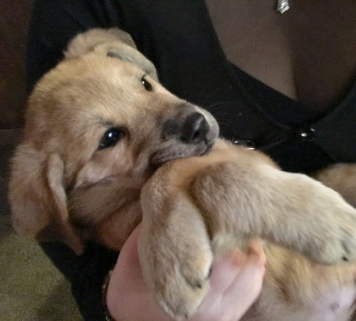 Brownie