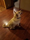 Buddy