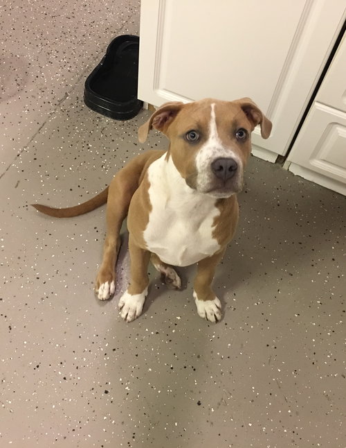 Brutus
