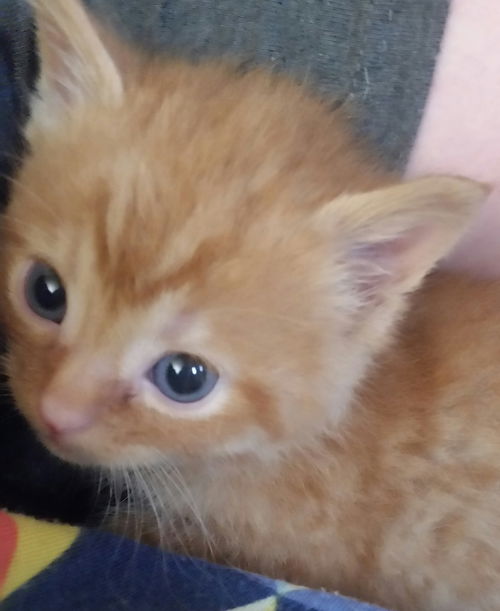 Abraham