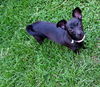Evie
