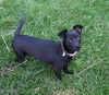 Evie