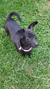 Evie