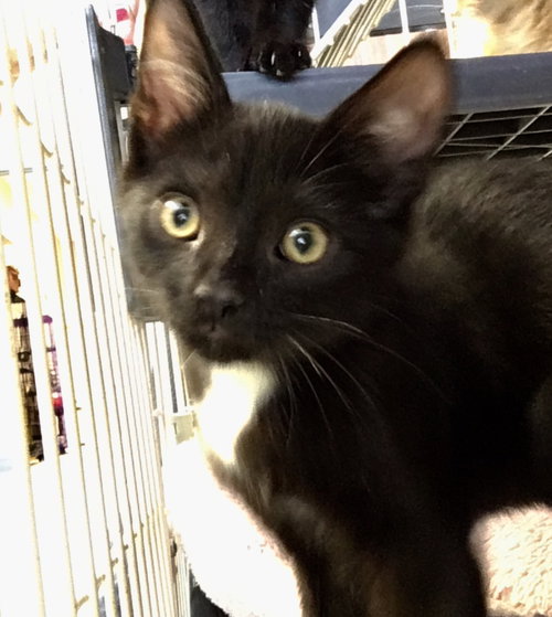 Artemis