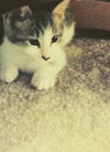 Skye