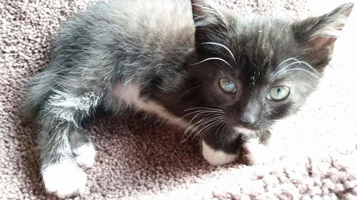 Oreo