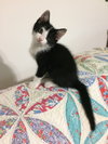Spock