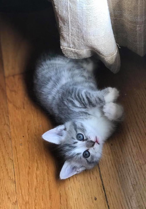 Mittens