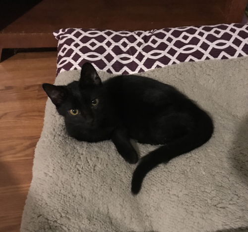Remus