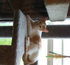 Cinnamon