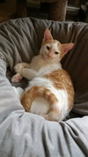 Cinnamon