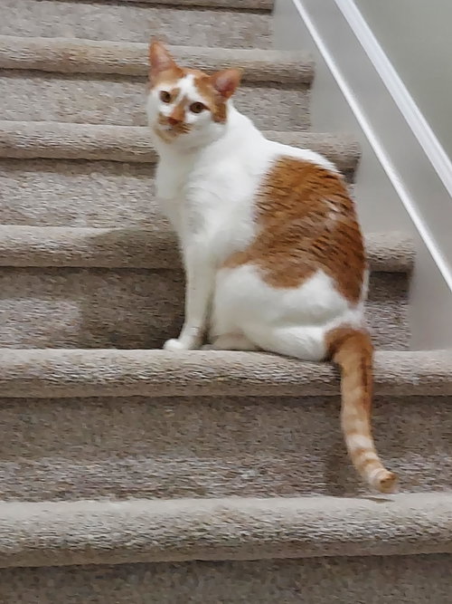 Cinnamon